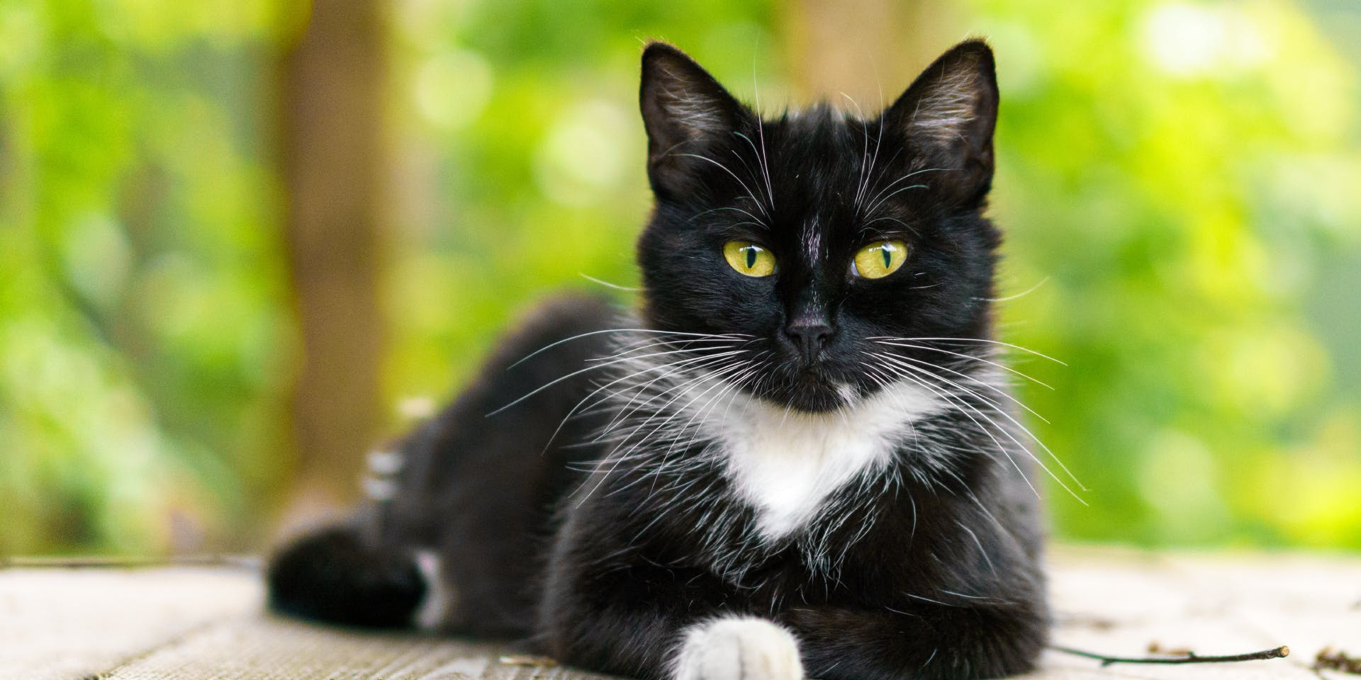 Black and deals white female cat